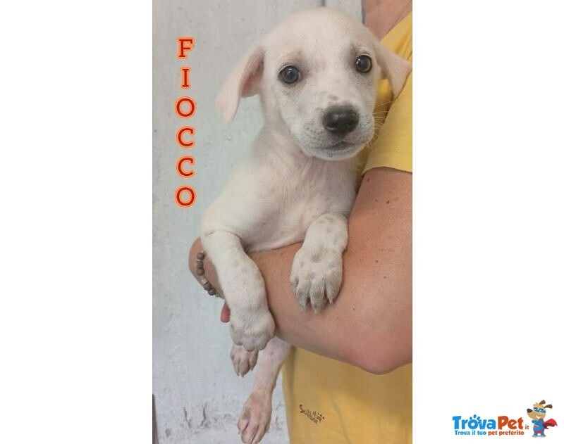 7 Meravigliosi Cuccioli tg Contenuta - Foto n. 3