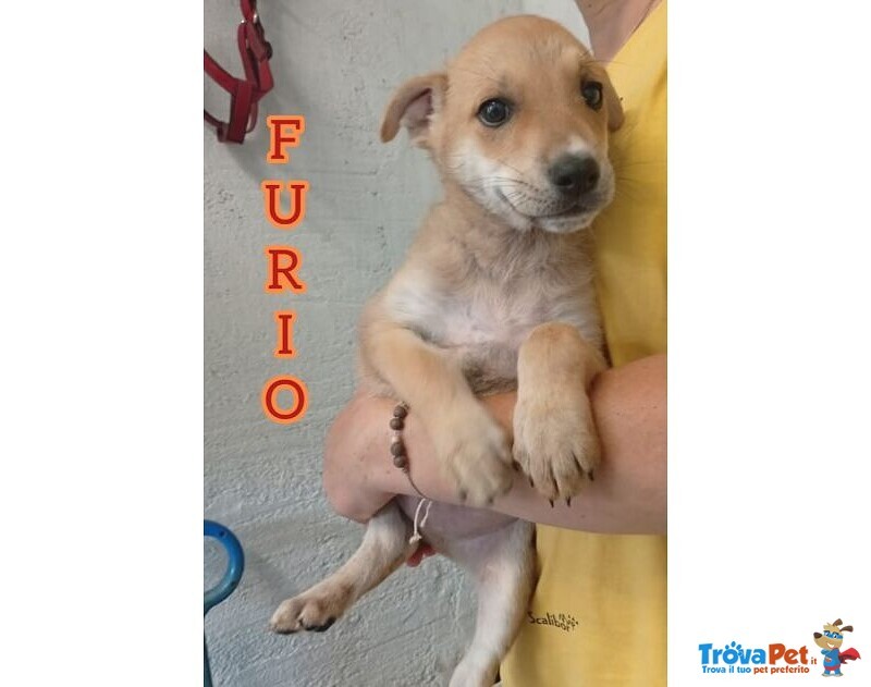 7 Meravigliosi Cuccioli tg Contenuta - Foto n. 4