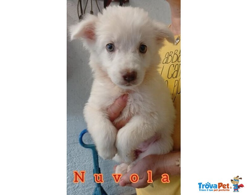 7 Meravigliosi Cuccioli tg Contenuta - Foto n. 5