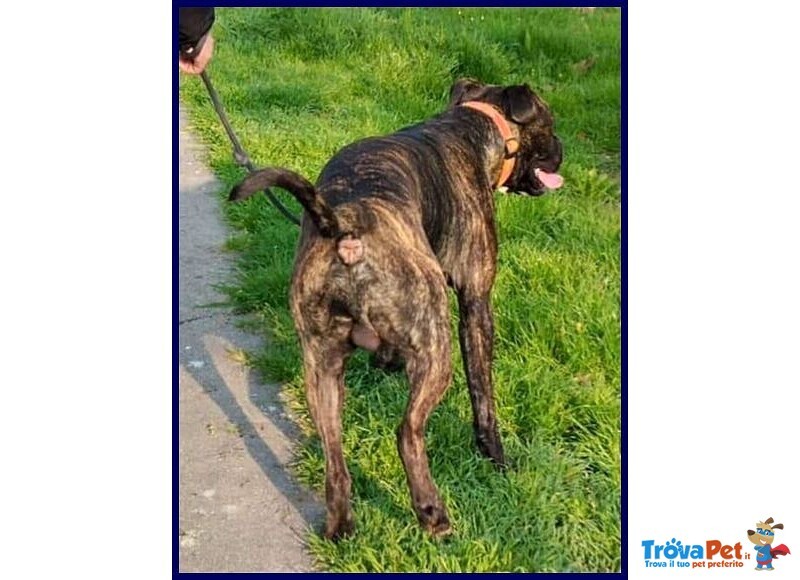 Tyson 2anni Bravo Rimasto Solo! - Foto n. 4