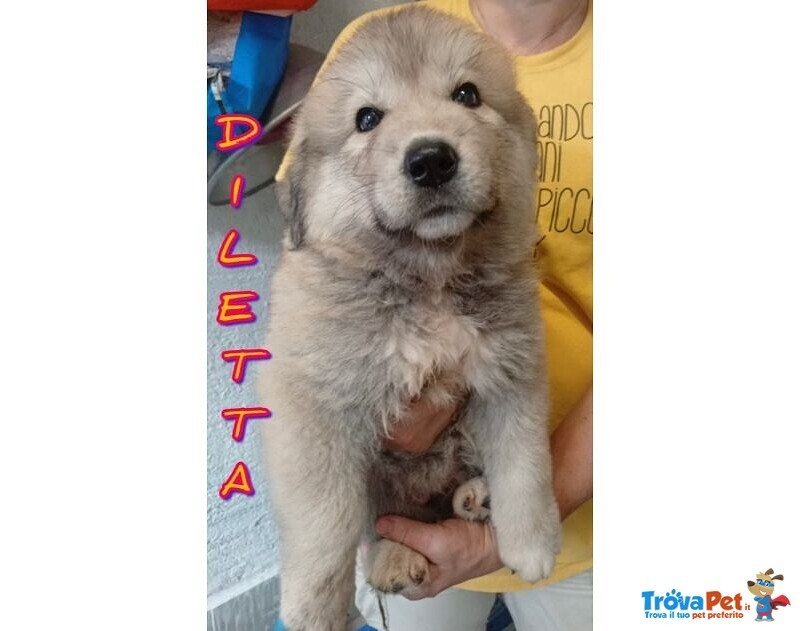 4 Splendidi Cuccioli di Pastore del Caucaso - Foto n. 1