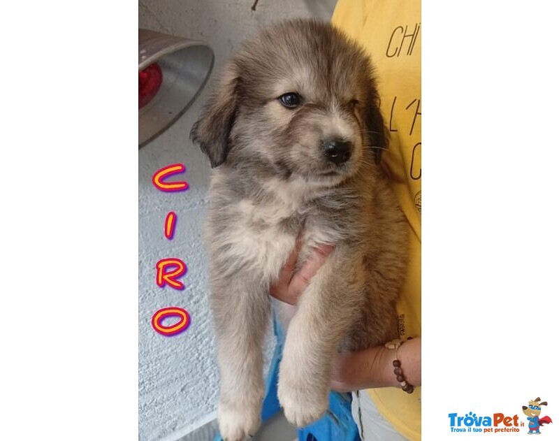 4 Splendidi Cuccioli di Pastore del Caucaso - Foto n. 2