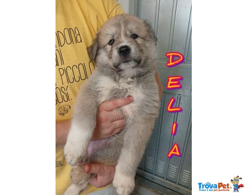 4 Splendidi Cuccioli di Pastore del Caucaso - Foto n. 3