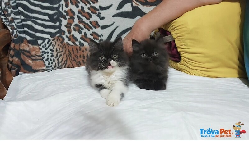 Cuccioli di Persiano - Foto n. 1