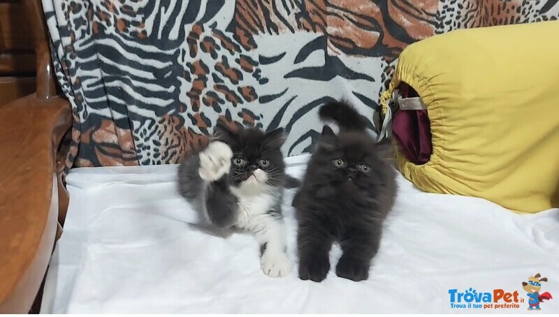 Cuccioli di Persiano - Foto n. 2