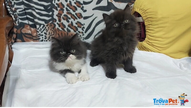 Cuccioli di Persiano - Foto n. 3