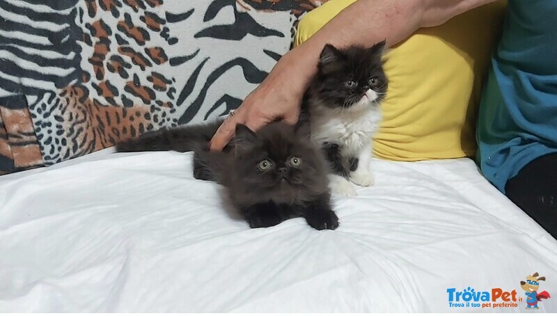 Cuccioli di Persiano - Foto n. 4