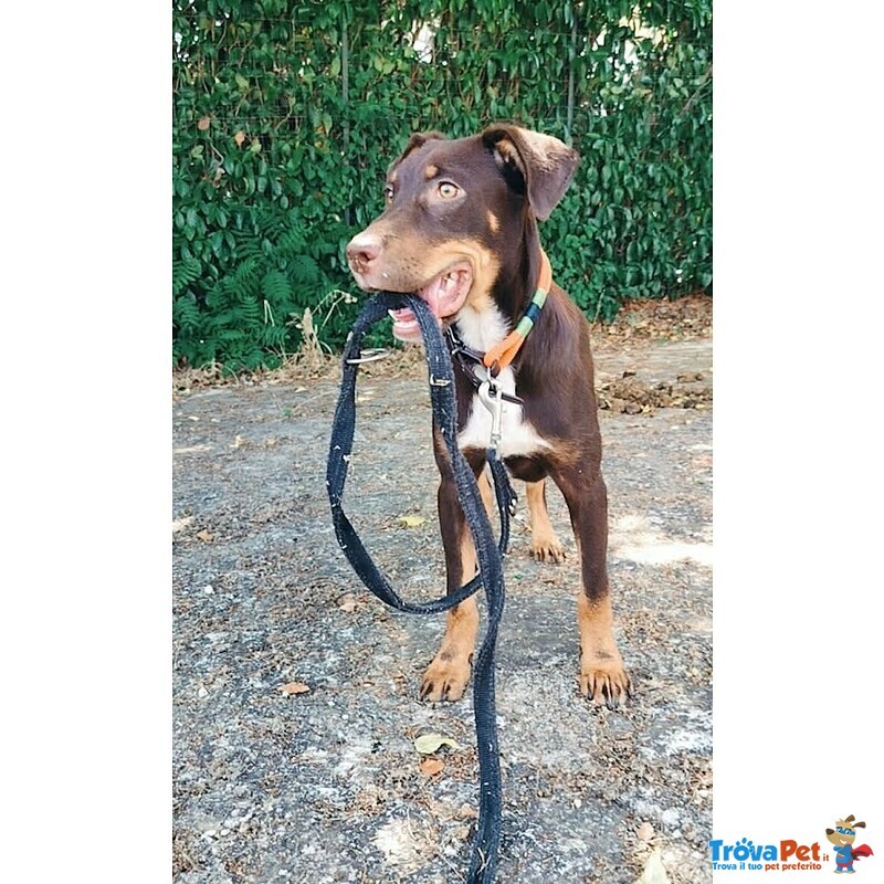 Dolce Cucciolo Taglia Media Contenuta, Occhi Verdi - Foto n. 1
