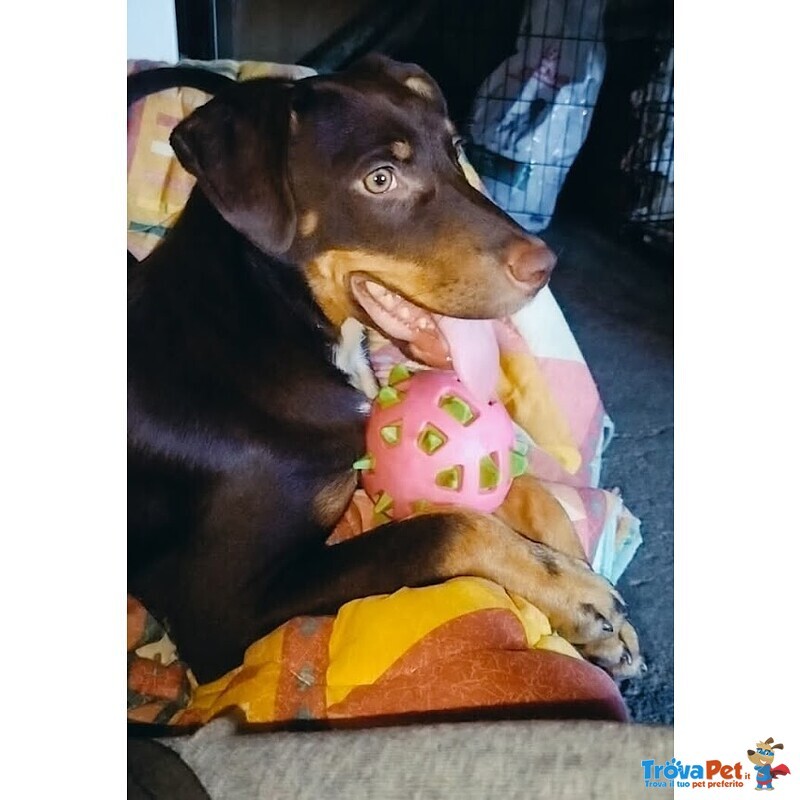 Dolce Cucciolo Taglia Media Contenuta, Occhi Verdi - Foto n. 2