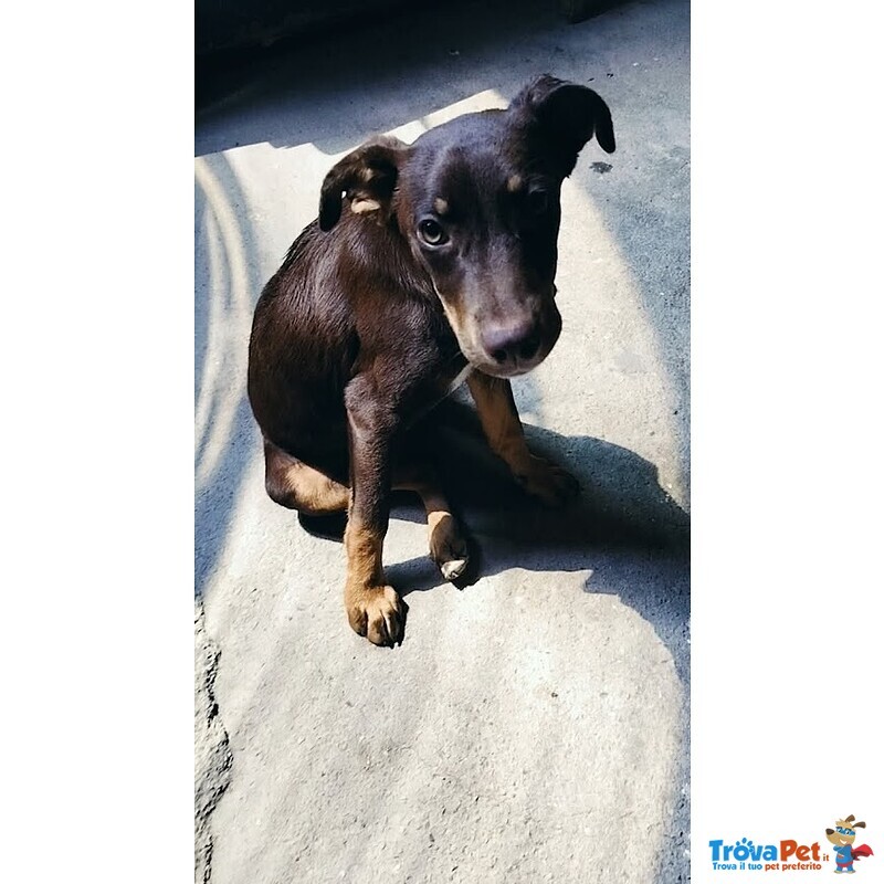 Dolce Cucciolo Taglia Media Contenuta, Occhi Verdi - Foto n. 6