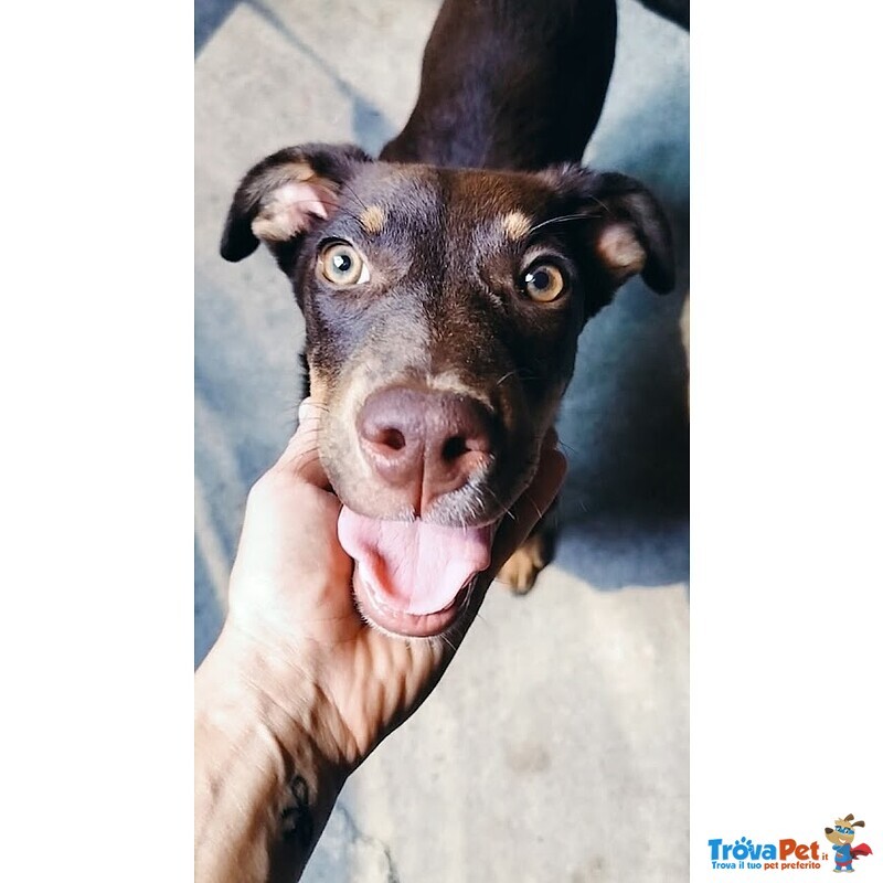 Dolce Cucciolo Taglia Media Contenuta, Occhi Verdi - Foto n. 7