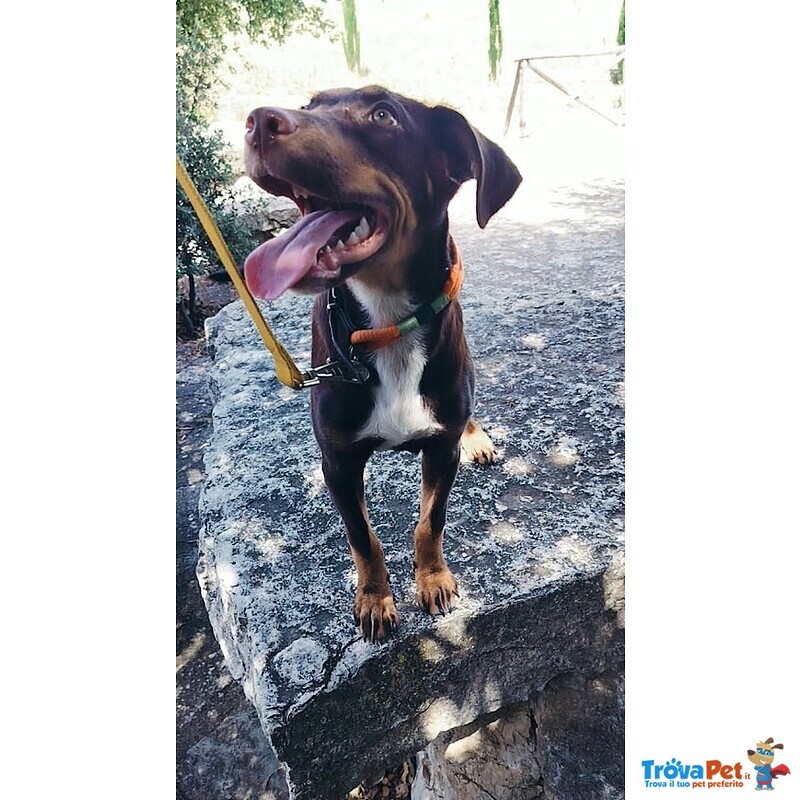 Dolce Cucciolo Taglia Media Contenuta, Occhi Verdi - Foto n. 9
