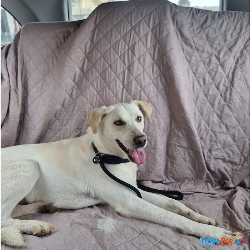 Blanco, cane Bellissimo, Taglia Media Contenuta, Adatto a Prima Esperienza - Foto n. 2