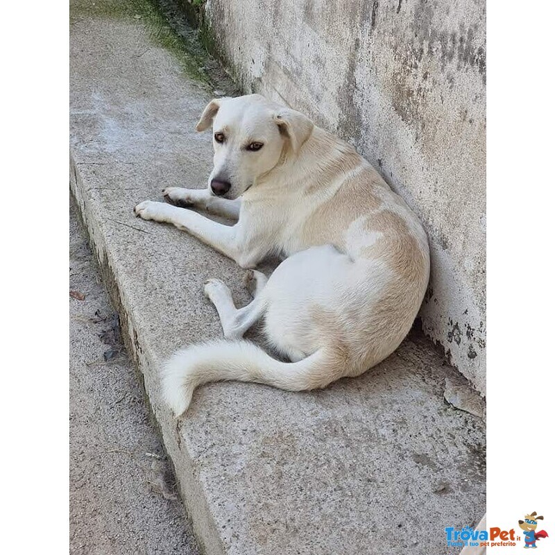Blanco, cane Bellissimo, Taglia Media Contenuta, Adatto a Prima Esperienza - Foto n. 3