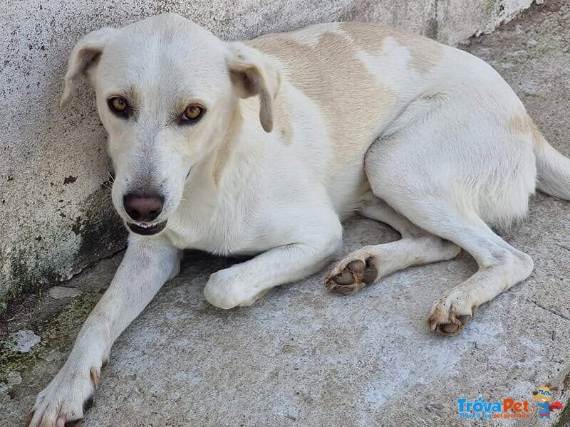 Blanco, cane Bellissimo, Taglia Media Contenuta, Adatto a Prima Esperienza - Foto n. 4