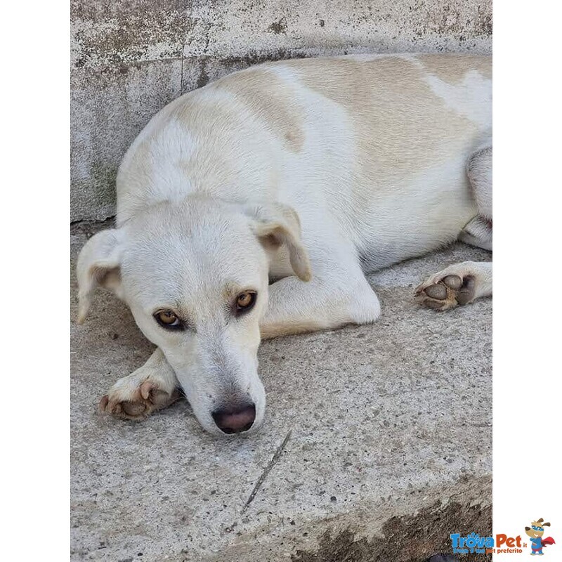 Blanco, cane Bellissimo, Taglia Media Contenuta, Adatto a Prima Esperienza - Foto n. 5