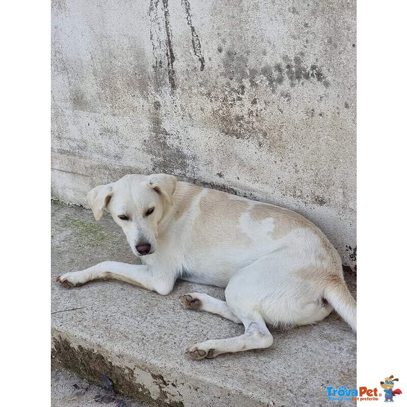 Blanco, cane Bellissimo, Taglia Media Contenuta, Adatto a Prima Esperienza - Foto n. 6