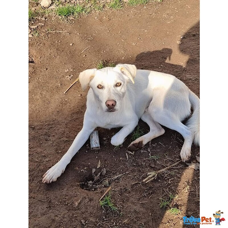 Blanco, cane Bellissimo, Taglia Media Contenuta, Adatto a Prima Esperienza - Foto n. 1