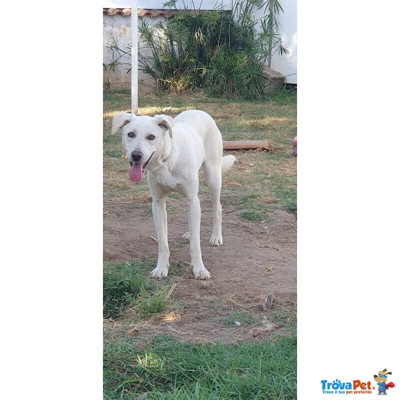 Blanco, cane Bellissimo, Taglia Media Contenuta, Adatto a Prima Esperienza - Foto n. 7