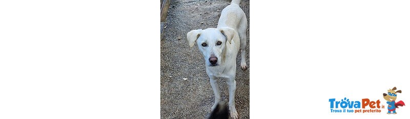 Blanco, cane Bellissimo, Taglia Media Contenuta, Adatto a Prima Esperienza - Foto n. 8