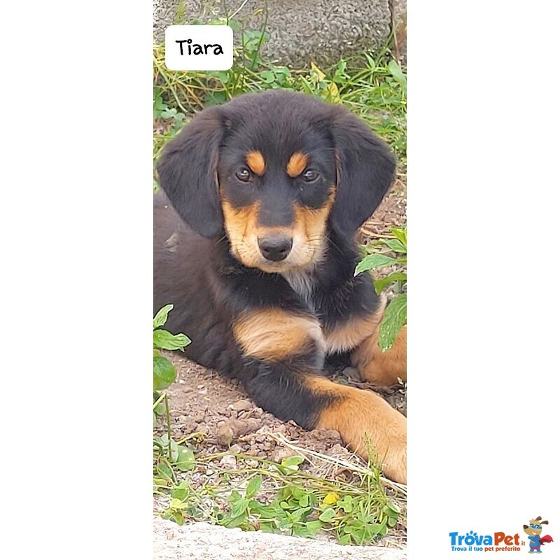 Tiara, Bellissima e Simpatica Cucciola, Abituata in Casa - Foto n. 2