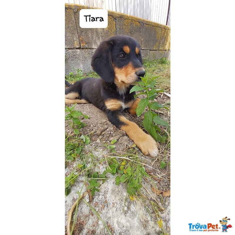 Tiara, Bellissima e Simpatica Cucciola, Abituata in Casa - Foto n. 3