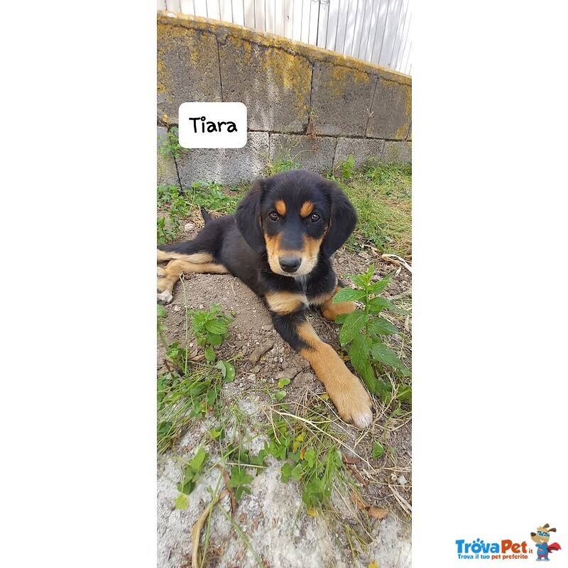 Tiara, Bellissima e Simpatica Cucciola, Abituata in Casa - Foto n. 5