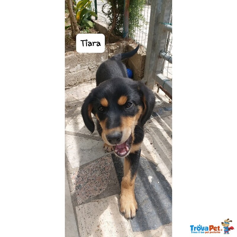 Tiara, Bellissima e Simpatica Cucciola, Abituata in Casa - Foto n. 6