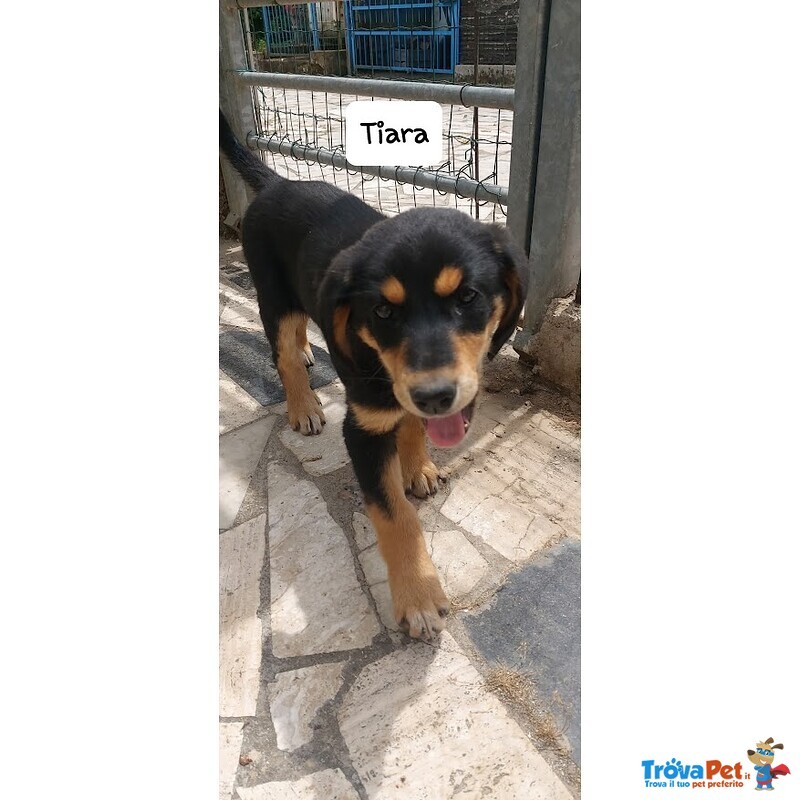 Tiara, Bellissima e Simpatica Cucciola, Abituata in Casa - Foto n. 1