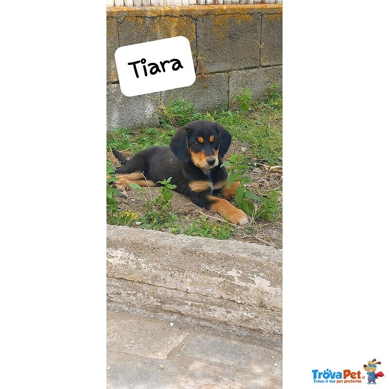 Tiara, Bellissima e Simpatica Cucciola, Abituata in Casa - Foto n. 7