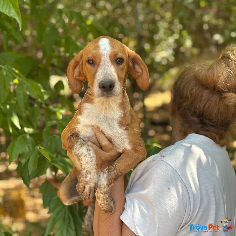 Biscotto Cucciolo mix Beagle 4 mesi Cerca Adozione! - Foto n. 1