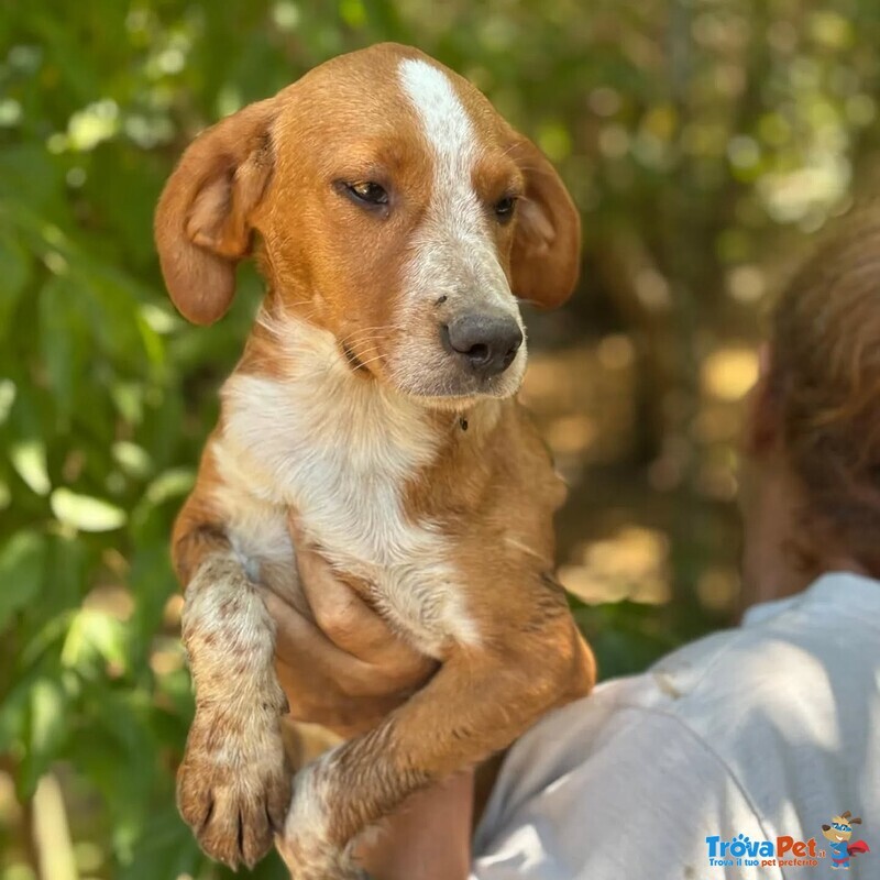 Biscotto Cucciolo mix Beagle 4 mesi Cerca Adozione! - Foto n. 2