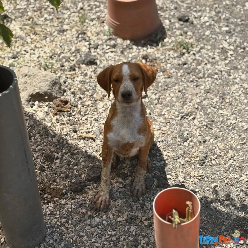 Biscotto Cucciolo mix Beagle 4 mesi Cerca Adozione! - Foto n. 3