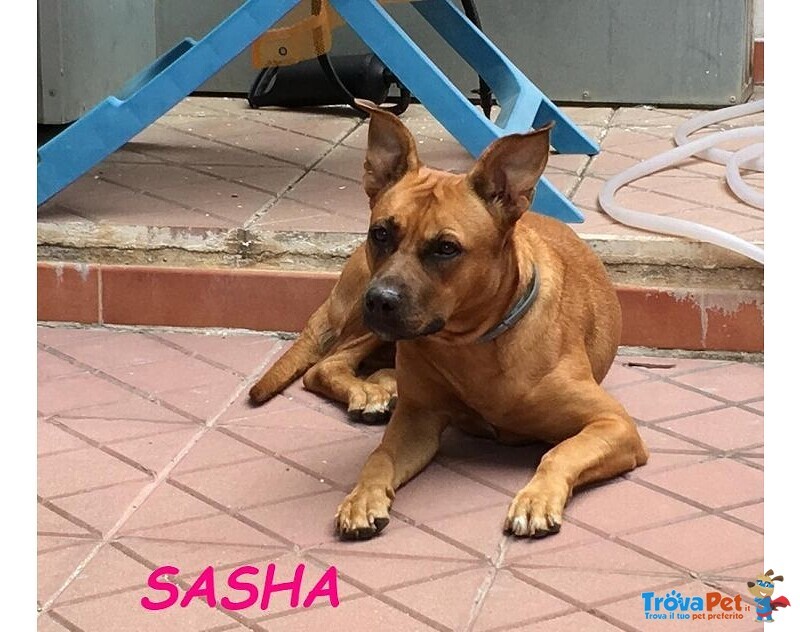 Sasha 8anni Brava con gli Altri Cani - Foto n. 2