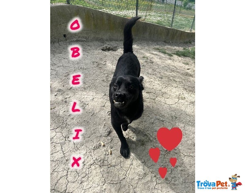 Obelix 4anni un Concentrato di Allegria - tg Piccola - Foto n. 2