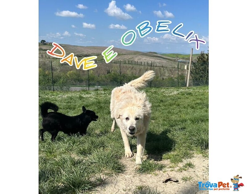 Obelix 4anni un Concentrato di Allegria - tg Piccola - Foto n. 4