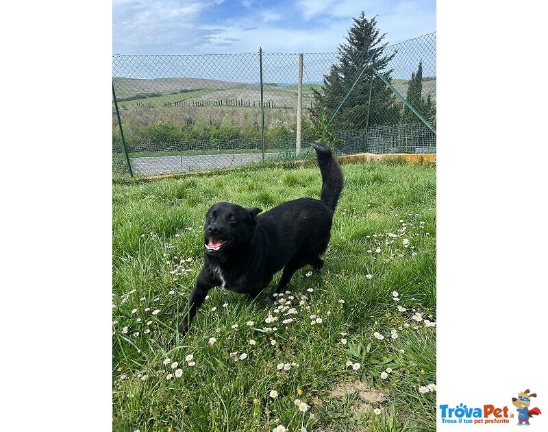 Obelix 4anni un Concentrato di Allegria - tg Piccola - Foto n. 5