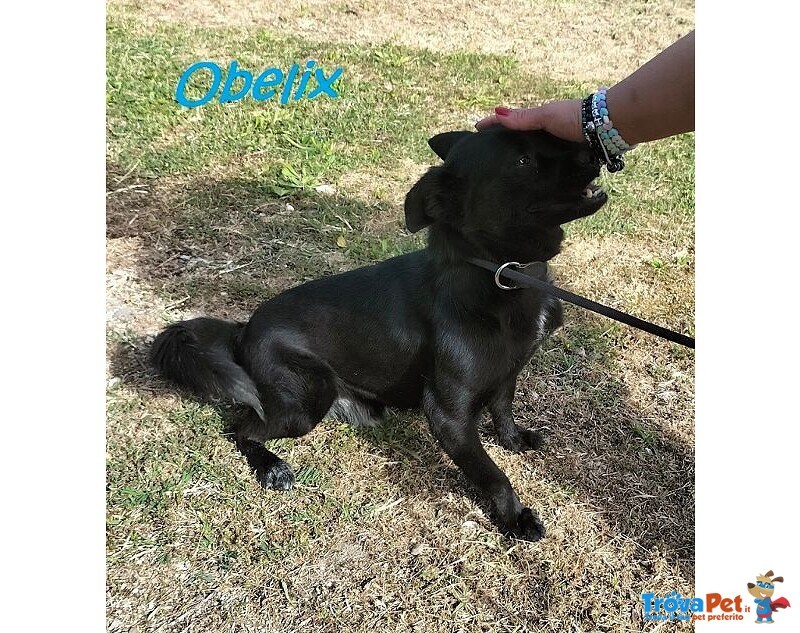 Obelix 4anni un Concentrato di Allegria - tg Piccola - Foto n. 6