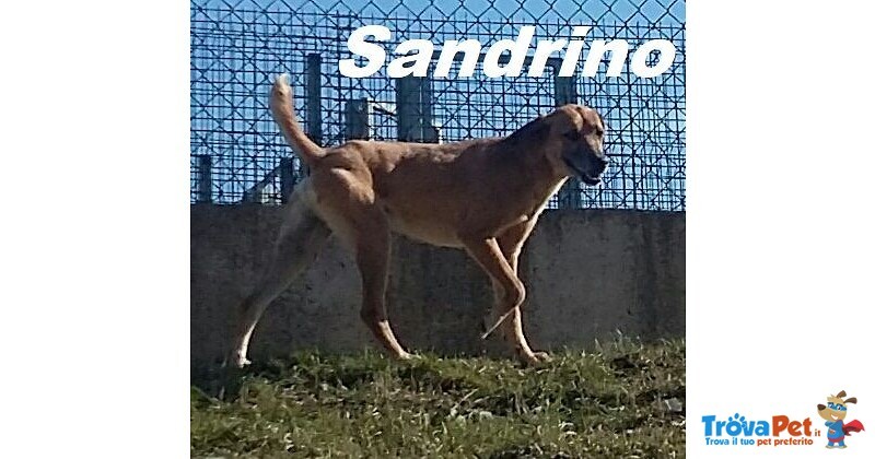 Sandrino un Dolce Simpaticone - Foto n. 1