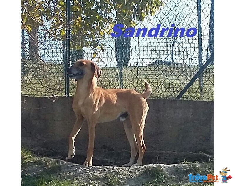Sandrino un Dolce Simpaticone - Foto n. 2