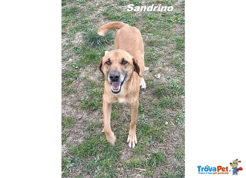 Sandrino un Dolce Simpaticone - Foto n. 4
