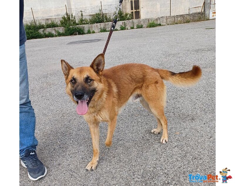 Angelo Affettuoso Past. Malinois 4anni - Foto n. 1