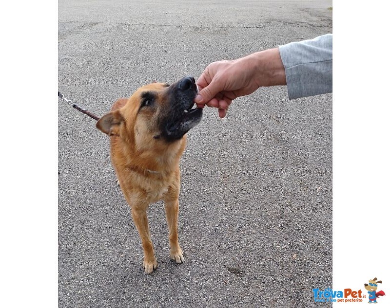 Angelo Affettuoso Past. Malinois 4anni - Foto n. 2