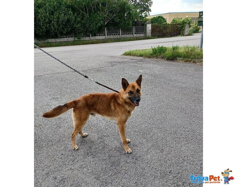 Angelo Affettuoso Past. Malinois 4anni - Foto n. 3