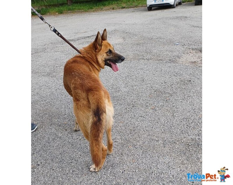 Angelo Affettuoso Past. Malinois 4anni - Foto n. 4