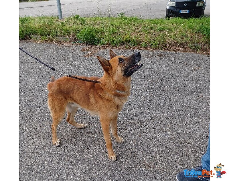 Angelo Affettuoso Past. Malinois 4anni - Foto n. 5