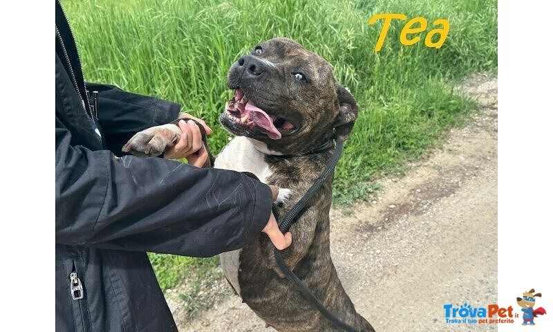 Tea 4anni un Amore di Pitbullina - Foto n. 1