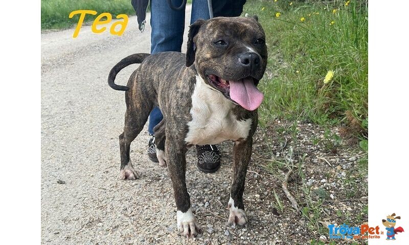 Tea 4anni un Amore di Pitbullina - Foto n. 2