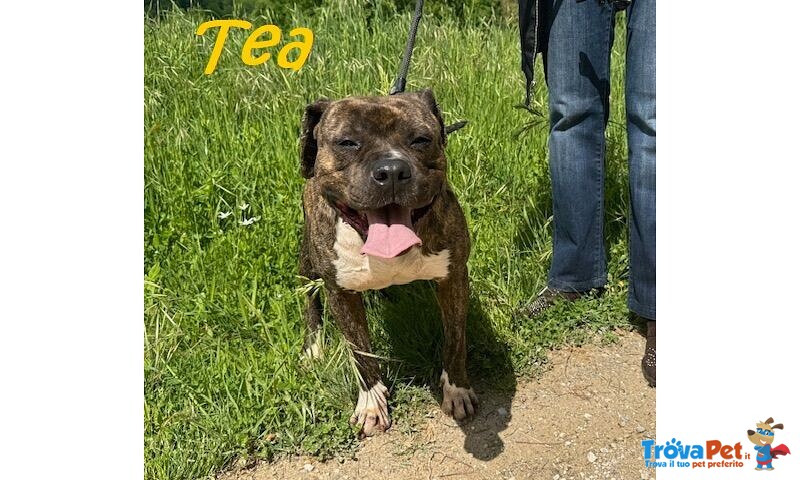 Tea 4anni un Amore di Pitbullina - Foto n. 3