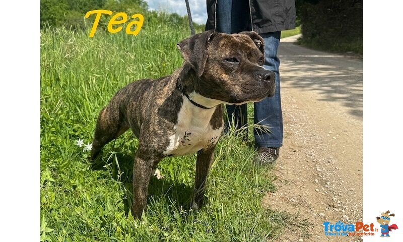 Tea 4anni un Amore di Pitbullina - Foto n. 4
